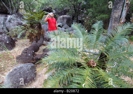 Hiker takes a break amongst ancient cycads in Granite Gorge, Atherton Tablelands, far north Queensland, Australia MR Stock Photo