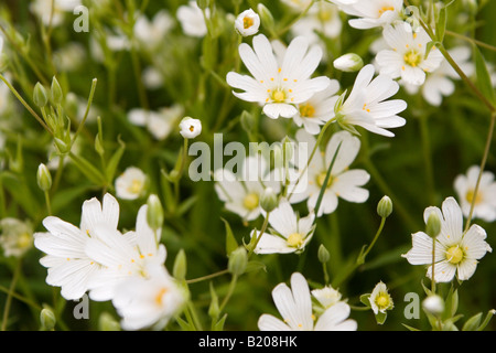 Daisy like white flowers of the North American flat top aster ...