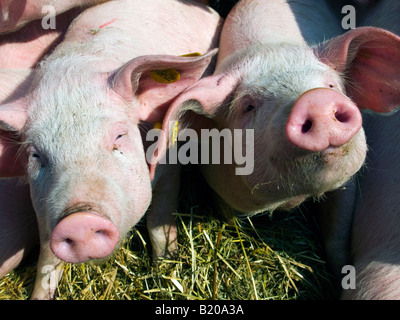 Pigs for sale on country fair Stock Photo