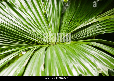 A Tropical Leaf in Singapore Stock Photo