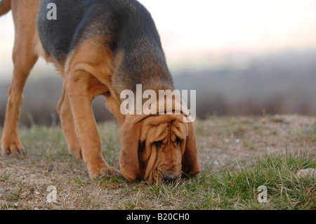 bloodhound hunting for lost person Stock Photo
