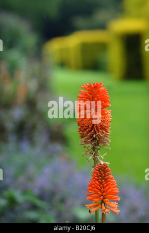 KNIPHOFIA UVARIA ALSO KNOWN AS THE RED HOT POKER FLOWER OR TORCH LILY IN A GARDEN UK Stock Photo