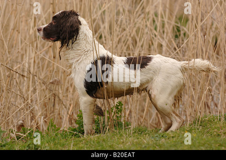 working springer spaniel on a shoot Stock Photo