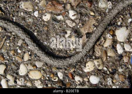 detail of dirty rope stuck in mud soil Stock Photo