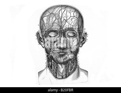 ILLUSTRATION ARTERIES AND VEINS OF HEAD AND NECK Stock Photo