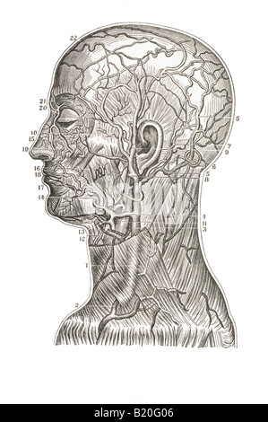 ILLUSTRATION SUPERFICIAL ARTERIES AND VEINS OF HEAD Stock Photo