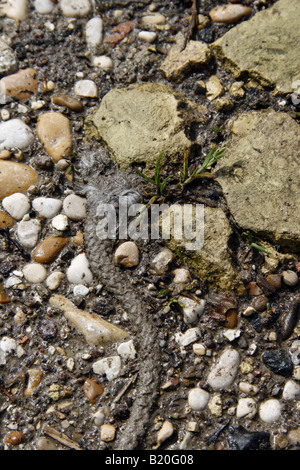 detail of dirty rope stuck in mud soil Stock Photo