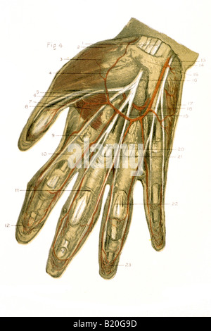 ILLUSTRATION DISSECTION OF HAND MUSCLES NERVES Stock Photo