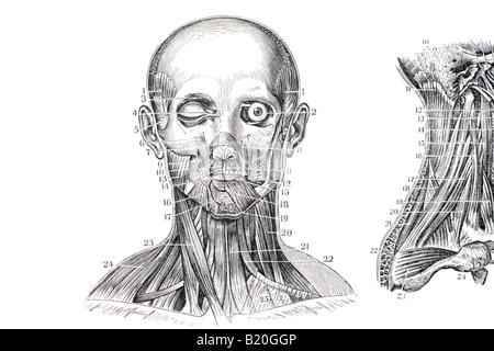 ILLUSTRATION MUSCLES OF THE FACE AND NECK Stock Photo