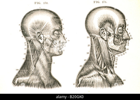 ILLUSTRATION MUSCLES OF THE HEAD AND NECK Stock Photo