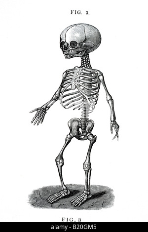 ILLUSTRATION HUMAN FETAL SKELETON Stock Photo