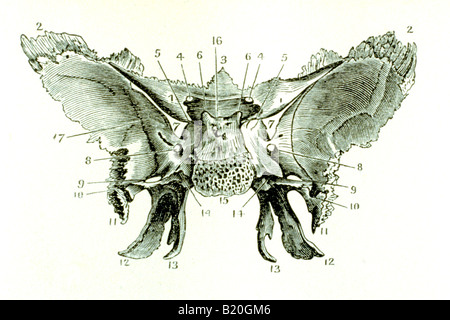 ILLUSTRATION CEREBRAL SURFACE SPHENOID BONE Stock Photo