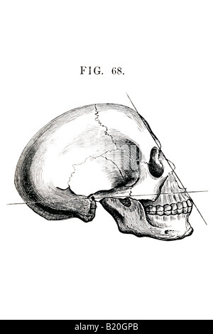 ILLUSTRATION HUMAN SKULL LATERAL VIEW Stock Photo