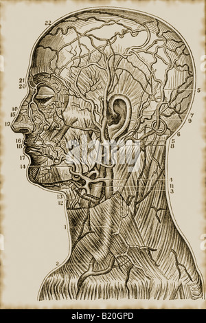 ILLUSTRATION SUPERFICIAL ARTERIES VEINS HEAD NECK Stock Photo