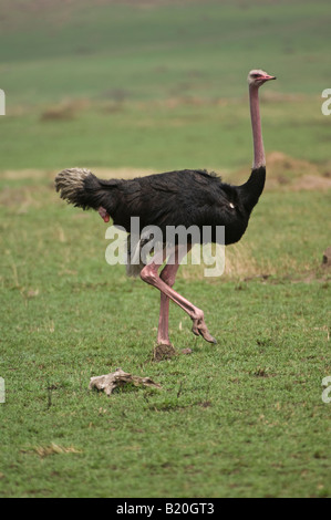 Masai Ostrich, Kenya, Africa Stock Photo