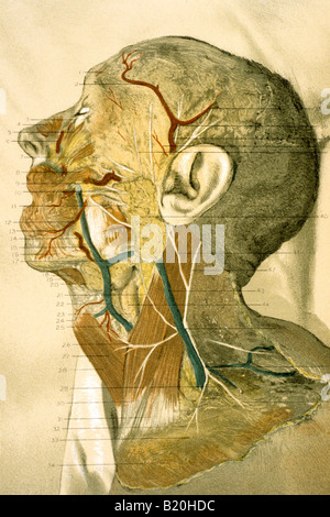 ILLUSTRATION DISSECTION OF HEAD SUPERFICIAL VESSELS Stock Photo