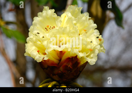 Flowers of an exotic Rhododendron bush, Rhododendron macabeanum Stock Photo