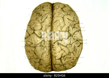 ILLUSTRATION UPPER SURFACE NORMAL HUMAN BRAIN Stock Photo