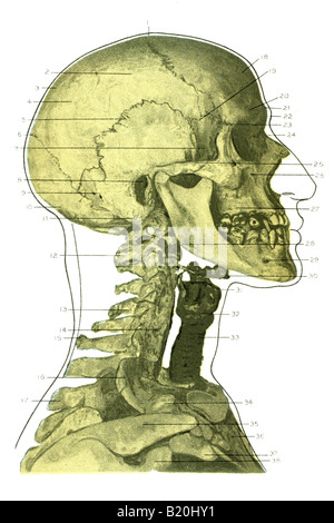 ILLUSTRATION SKELETON HEAD FACE AND NECK Stock Photo