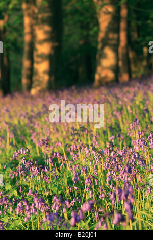 Bluebell Carpet in English Wood Stock Photo