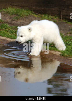 Knut, the polar bear in the Berlin Zoo, Germany Stock Photo