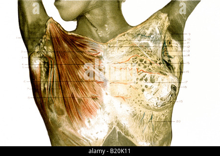 body, human, anatomy, muscle, medical, man, medicine, illustration