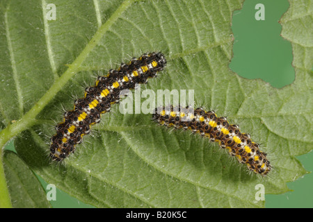 Scarlet Tiger Larva - Callimorpha dominula Stock Photo