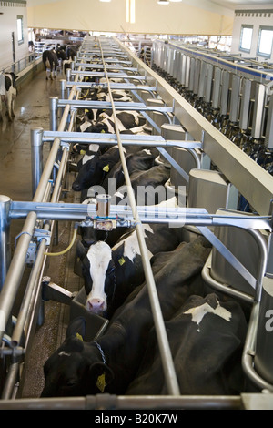 Cows are milked at a large dairy farm Stock Photo - Alamy