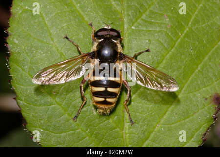 Yellow barred bog hover fly Sericomyia silentis Syrphidae on heathland UK Stock Photo