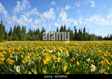 Field of colorful Arrowleaf balsamroot wildflowers in the Targhee National Forest Idaho Stock Photo