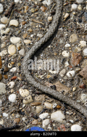 detail of dirty rope stuck in mud soil Stock Photo