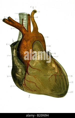 Anterior view of human heart anatomy with annotations Stock Photo - Alamy