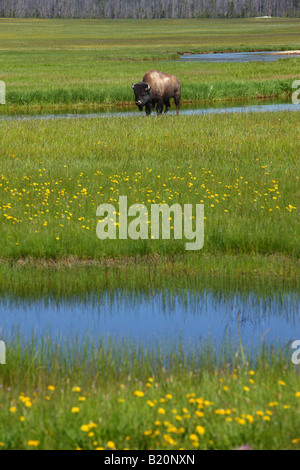 Bison in field near Madison Yellowstone National Park Stock Photo