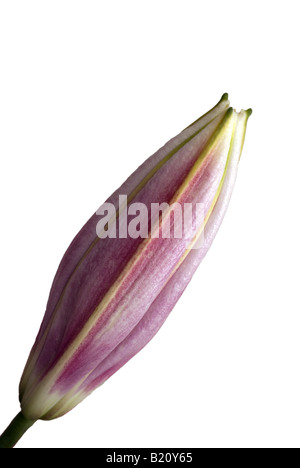 stargazer-lily flower oriental lily pink Stock Photo