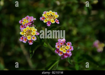 Lantana camara - drought tolerant plant ideal for xeriscaping Stock Photo