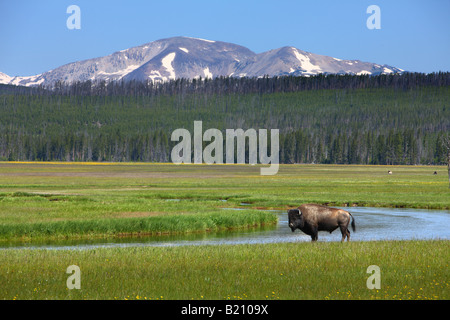 Bison in field near Madison Yellowstone National Park Stock Photo