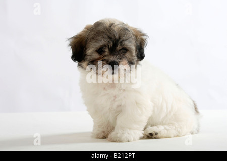 Coton de Tulear puppy 8 weeks Stock Photo