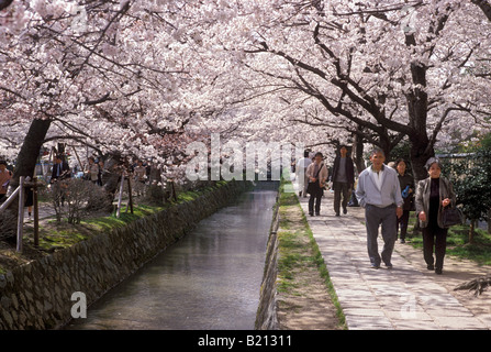 A couple strolling under blossoming cherry trees along the famous Philosophers Path in Kyoto Stock Photo