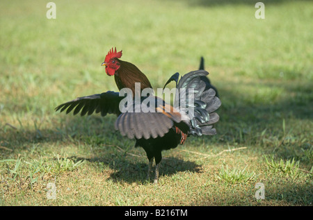 A male or rooster Red Junglefowl Gallus gallus a tropical member of the Pheasant family Stock Photo