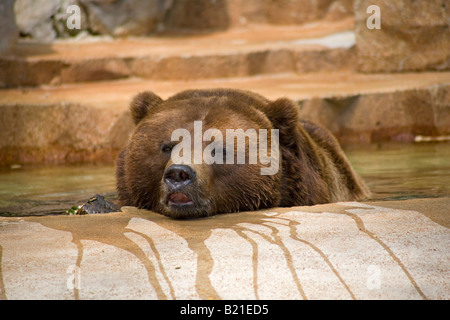 Grizzly Bear St Louis Zoo Stock Photo