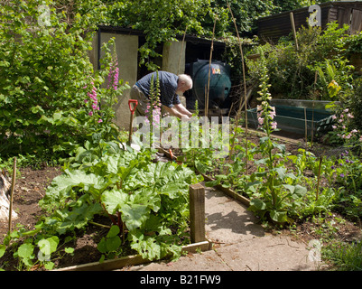 MAN TENDING PLANTS IN VEGETABLE AND FLOWER PLOT IN SPRING MAY UK FOR GROWING SEQUENCE SEE ARWV Stock Photo