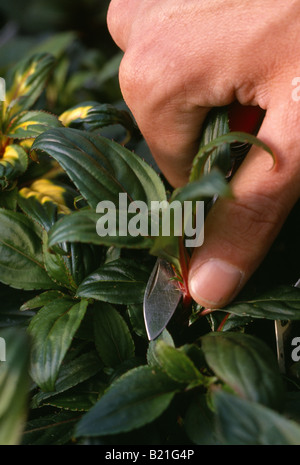 TAKING CUTTING OF NEW GUINEA IMPATIENS IMPATIENS HYBRIDS