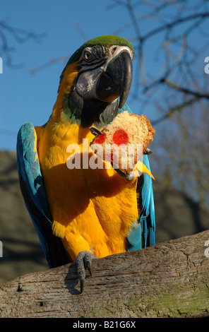 blue and yellow macaw parrot eating cake, Coton Manor Gardens, Northamptonshire, England, UK Stock Photo