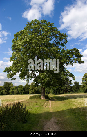 Audley End Park Saffron Walden Stock Photo