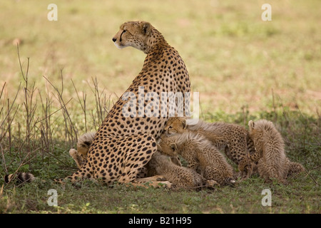 Cheetah mother suckling her six cubs Acinonyx jubatus Ndutu Serengeti Tanzania Stock Photo