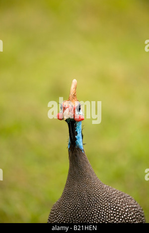 Helmeted Guinea Fowl Numida mitrata Ngorongoro Crater Tanzania Stock Photo