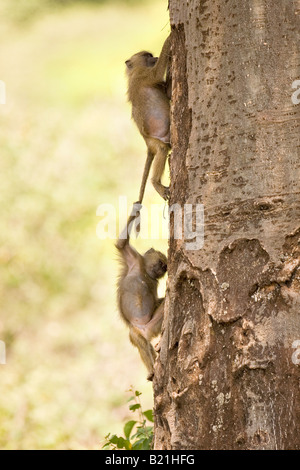 Young Olive Anubis Baboons Papio anubis playing in Lake Manyara National Park Tanzania Stock Photo