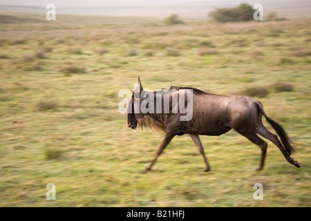 Blue Wildebeest Brindled Gnu White bearded Gnu Connochaetes taurinus albojubatus running Ngorongoro Crater Tanzania Stock Photo