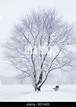 Lone snow covered tree and bench in a public park Stock Photo