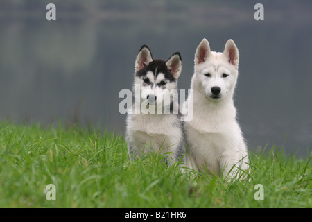 Siberian Husky,dog, pet,two puppies,animal,domestic,white,looking,breed,white dog, sitting Stock Photo